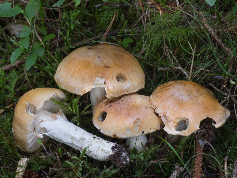 Cortinarius claricolor